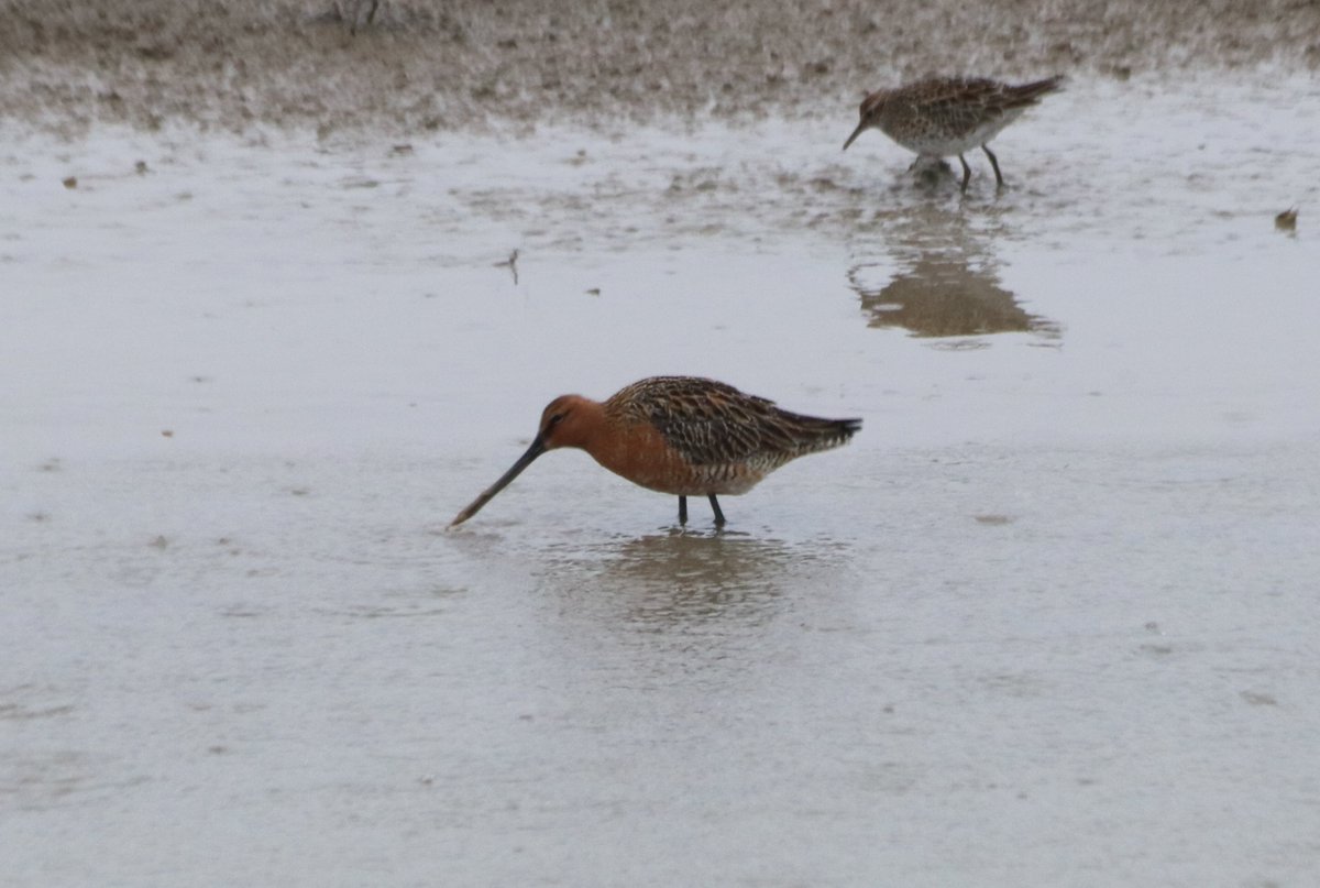 On May 12, we recorded 27,000+ Asian Dowitchers in Lianyungang, which represents over 100% of the species' estimated global population! This marks the 3rd year where 20k+ Asian Dowitchers were recorded in Lianyungang on a single day. We thank <a href="/opcfhk/">OPCFHK</a> for supporting the surveys!