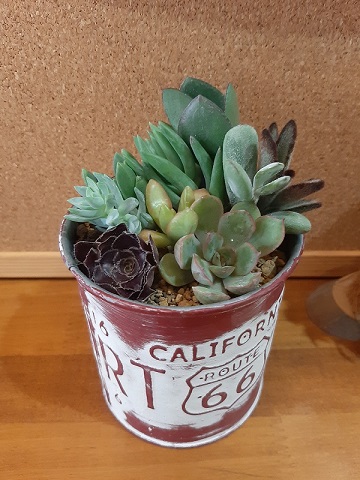 Twitter 上的 栃木県 とちぎ花センター 5月26日 水 体験教室 多肉植物の寄せ植え 多肉植物を使って寄せ植えをしましょう 料金1000円 時間10 30 と13 30 各回10名 T Co Svl4fxwnl6 栃木県 寄せ植え 多肉植物 T Co Iz3nlqay8n