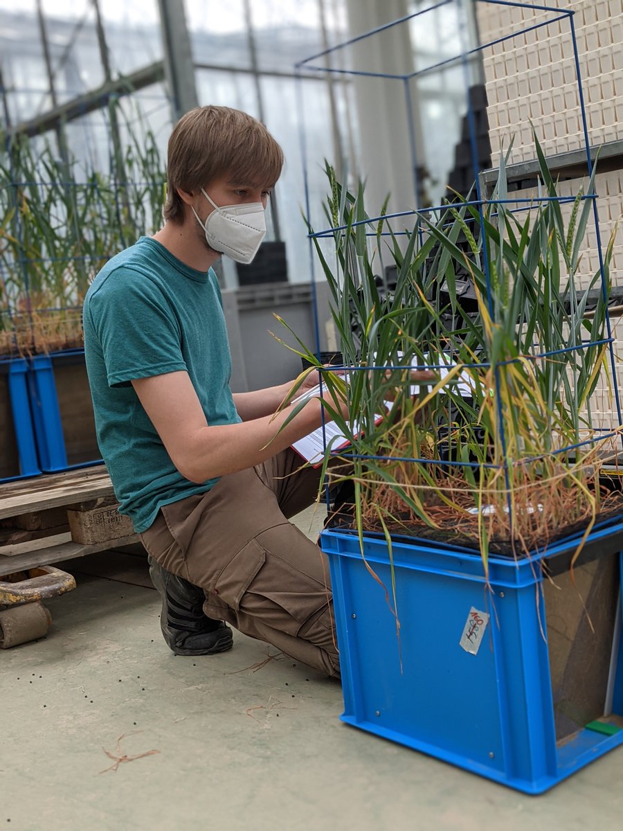 RhizoTraits_Bonares (@rhizotraits) on Twitter photo After maize, it´s the turn of #wheat to get sampled <a href="/rhizotraits/">RhizoTraits_Bonares</a> . So much energy deployed again by all these young people to study #soil #rhizosphere #roots! After maize, it´s the turn of #wheat to get sampled <a href="/rhizotraits/">RhizoTraits_Bonares</a> . So much energy deployed again by all these young people to study #soil #rhizosphere #roots!