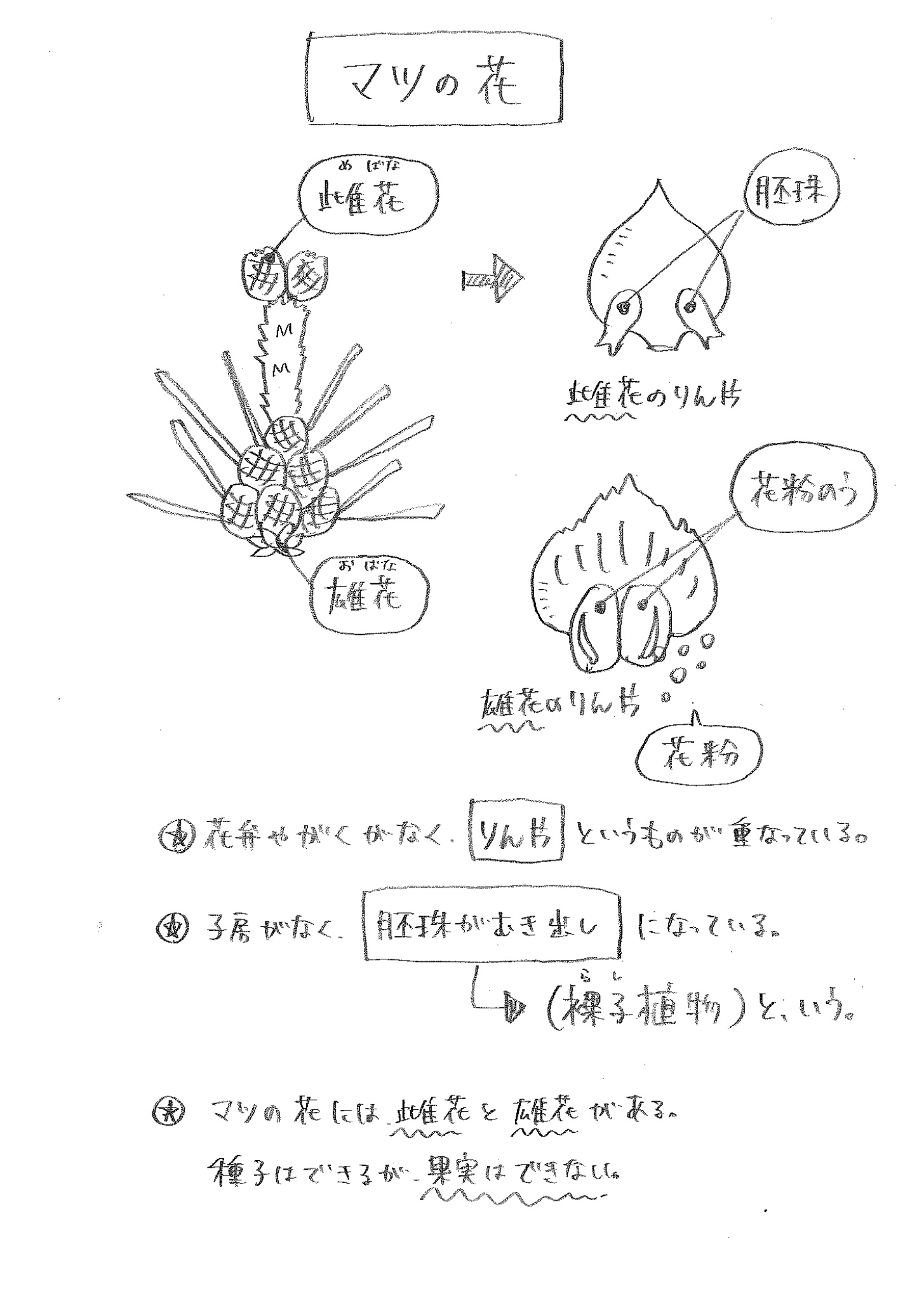 Every桧原on Twitter 中1理科裸子植物 中学理科 裸子植物https T Co Okzurtytsl Twitter Every桧原on Twitter 中1理科裸子植物 中学理科 裸子植物https T Co Okzurtytsl Twitter