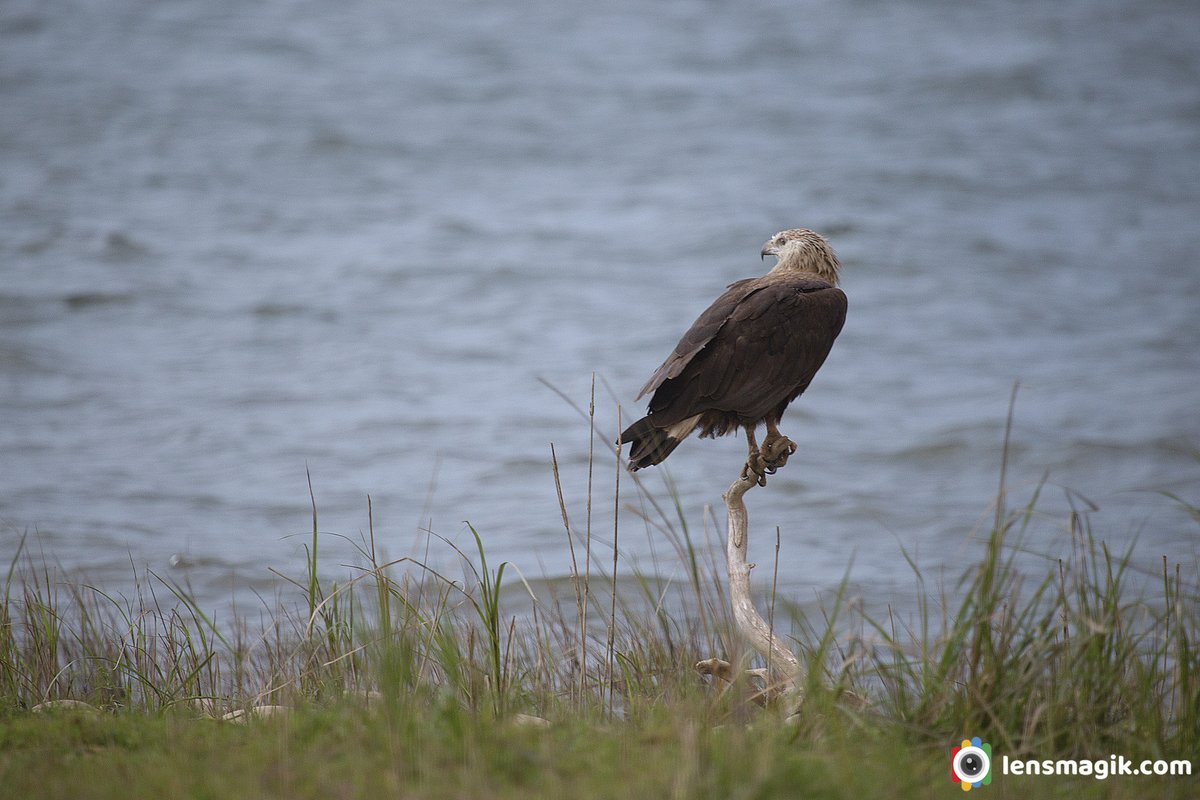 Pallas's Fish Eagle bit.ly/3uvg4gr Eagles Of India #pallasfisheagle #eaglesofindia #endangeredeagleIndia #birdsofindia #raptorofindia #Indiaves #birdwatching #TwitterNatureCommunity