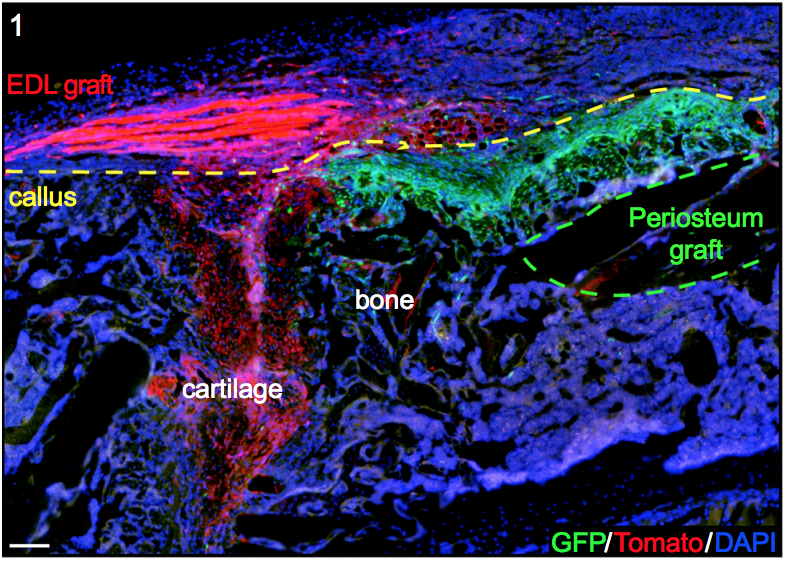 ColnotLab tweet media