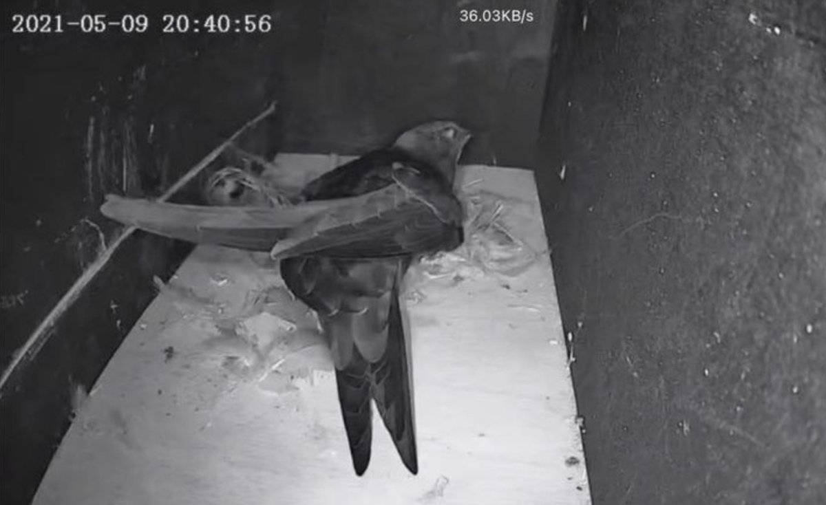 Still time to order boxes for the prospectors this season. This is the first shot of birds inside our boxes.Thanks to Dean Martin for sending.He put up the box last year and had a pair in 9 days.@swiftsweek @MarkCocker2 @BristolSwifts @SaveourSwifts @sunartfields @LynnCroweSHU