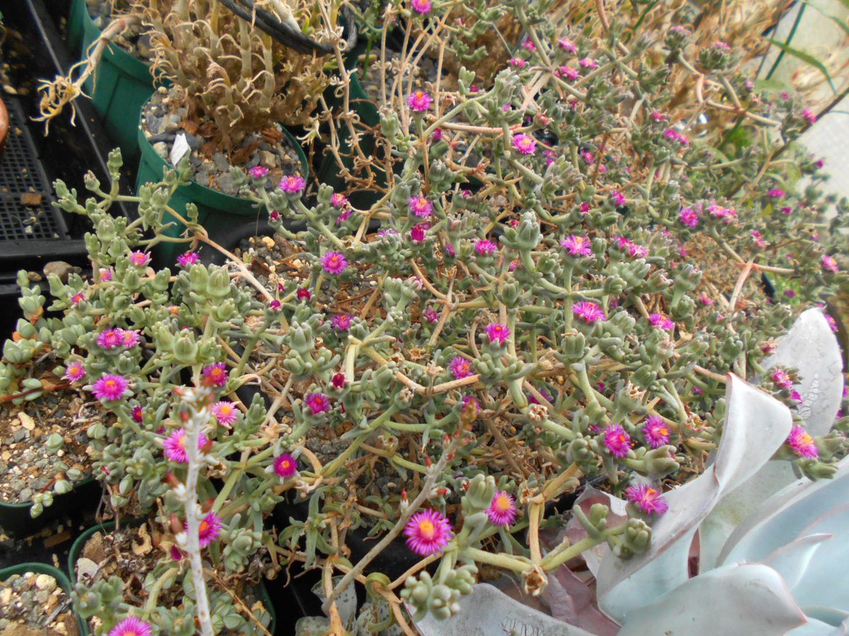 梅雨入り曇天の下、フィロボルスのoculatusがよく咲いてくれていました．

ちっこいコンペイトウみたいな？花がわちゃわちゃ咲いて、これはこれでなかなかかわいい．
だが、園芸的には如何ともし難い植物かなぁ