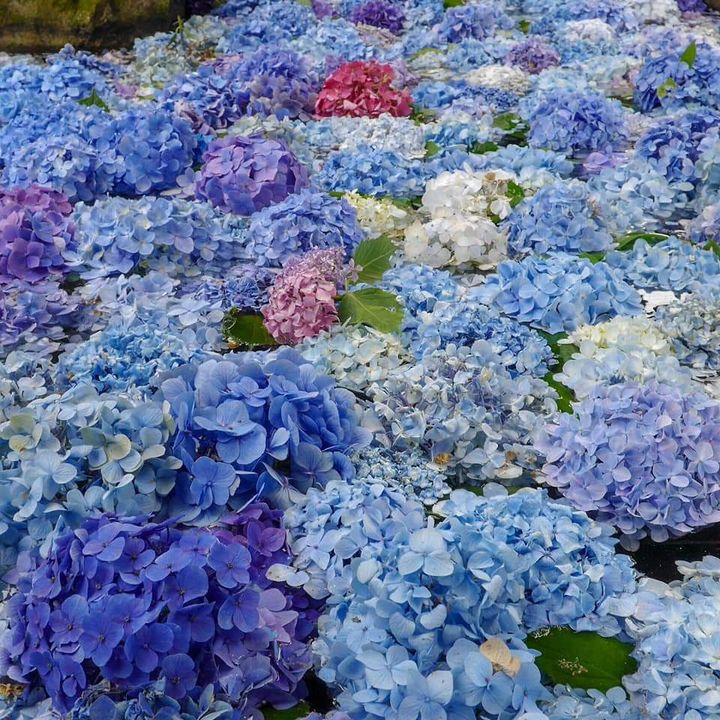 🌸RETRIPおすすめスポット🌸

<雨引山楽法寺>
「雨引観音」とも呼ばれているこちらでは、6月上旬から7月中旬に美しい紫陽花が咲き誇ります💜階段横の参道にもたくさんの紫陽花が咲いているので、参拝をしながら楽しむことができます🎀

rtrp.jp/spots/c6cd5251…