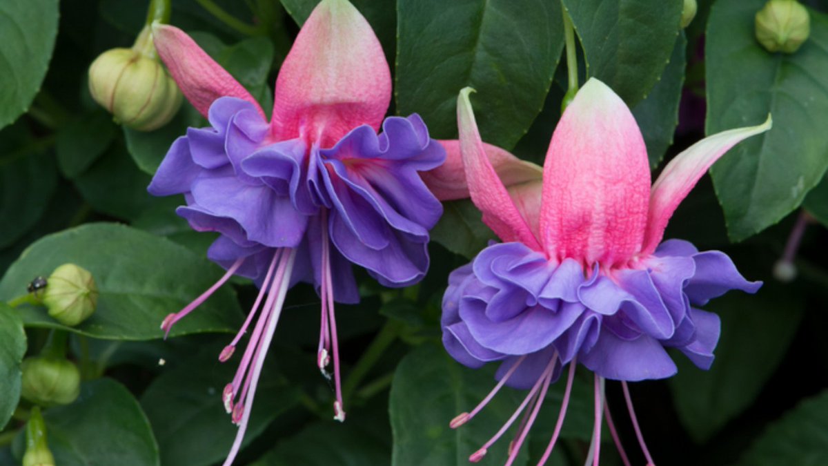 Fuchsia Southern Belles Cecile is one of the unique stars from our new Fuschia range. A very showy, large-flowered variety is a picture of grace and elegance with its abundance of double blooms in hues of pink and purple. 
#FuchsiaFlowers #LoveGardening #GardeningDirect