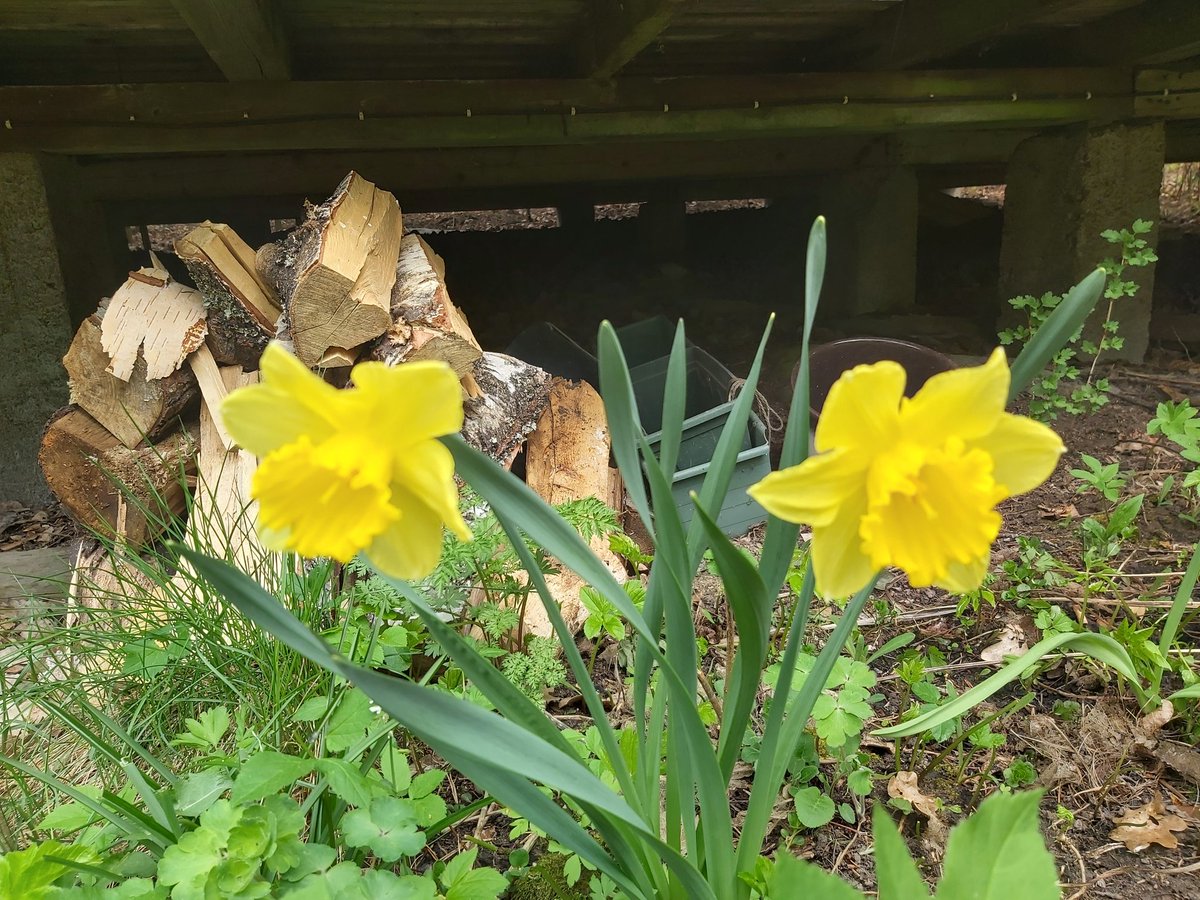 May 17, 2021. #Lovisa #Loviisa #Birdlife #narcissus #narcissi #BongaaPäiväPihalla #bongaapihallapäivä #bird #birds #event #pönttöpäivät
The most important bird event of the year was yesterday. Next year again. Remember also #Pönttöbongaus in June, participate in it!.