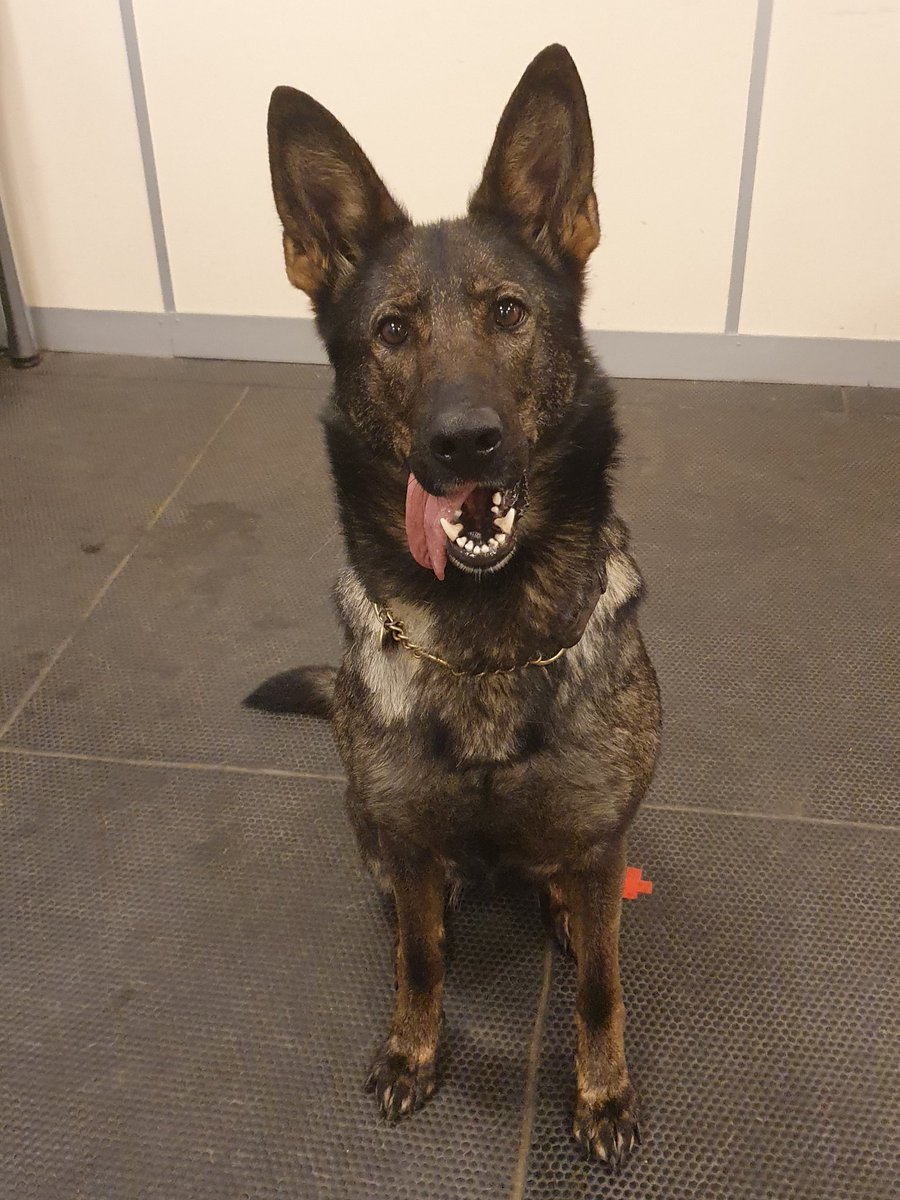 Working Animal Cognition tweet media