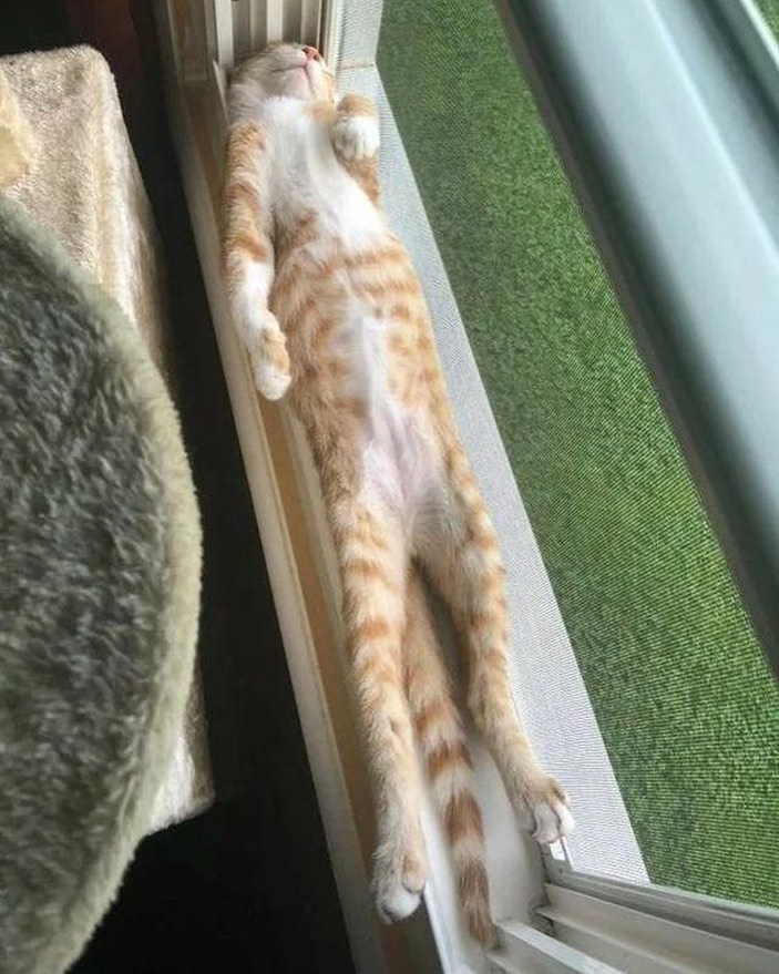 냥이들은 대체..