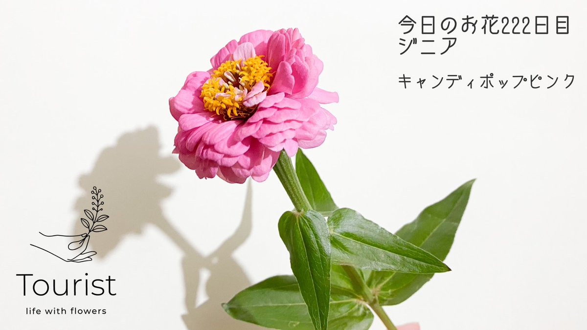 渡邉 友里 フラワーデザイナー 情景を切り取る花屋tourist V Twitter ジニアは空洞の茎が太い割に繊細なので 花瓶の水を浅めにしてしっかり切り戻しをしましょう 多湿に弱いので室内が蒸れないようにするのがおすすめです Tlを花でいっぱいにしよう 花好きな人