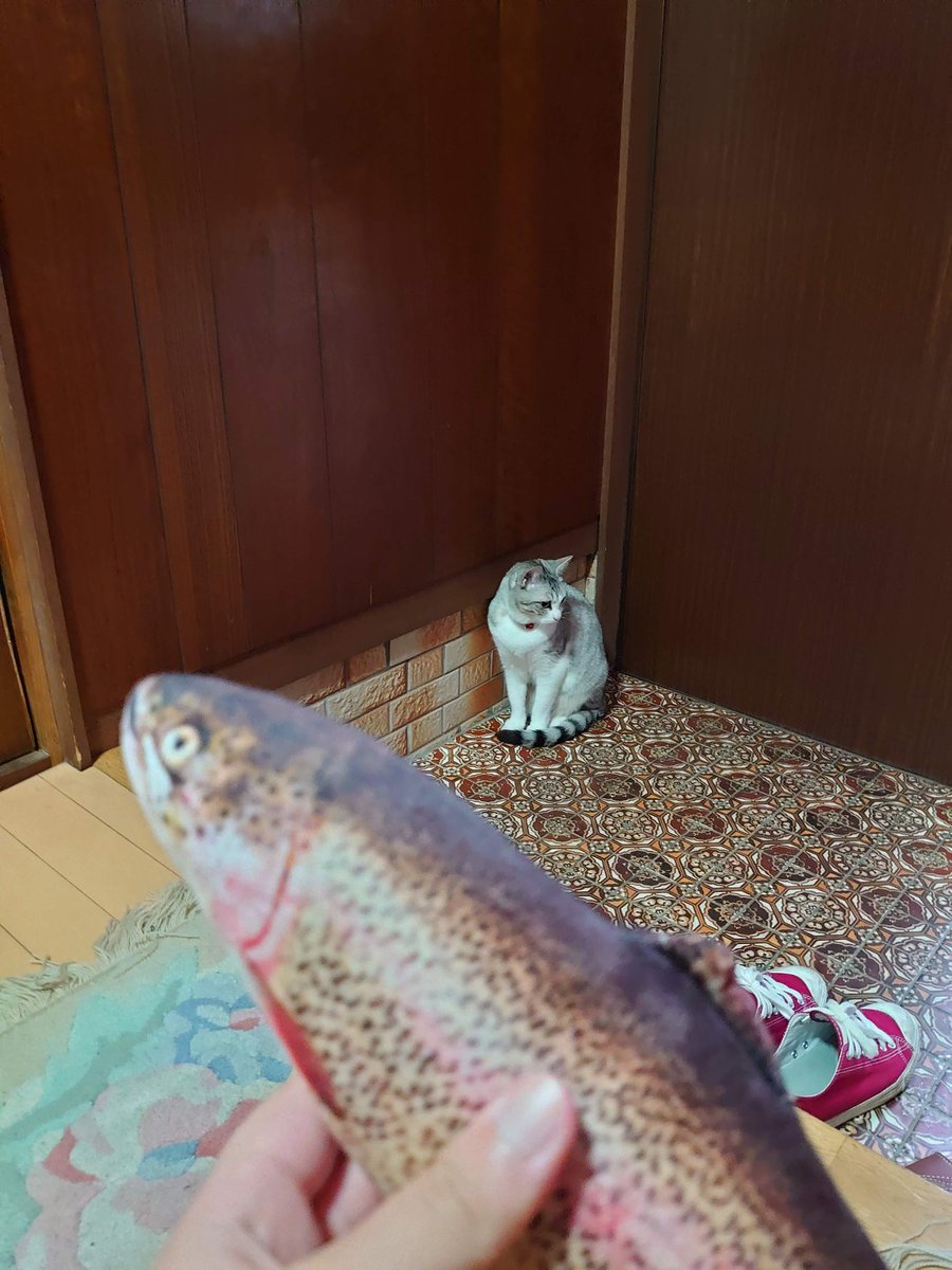 猫へのお土産 リアルな魚のぬいぐるみの中身は無農薬またたび100 話題の画像プラス 猫へのお土産 リアルな魚のぬいぐるみの中身は無農薬またたび100 話題の画像プラス