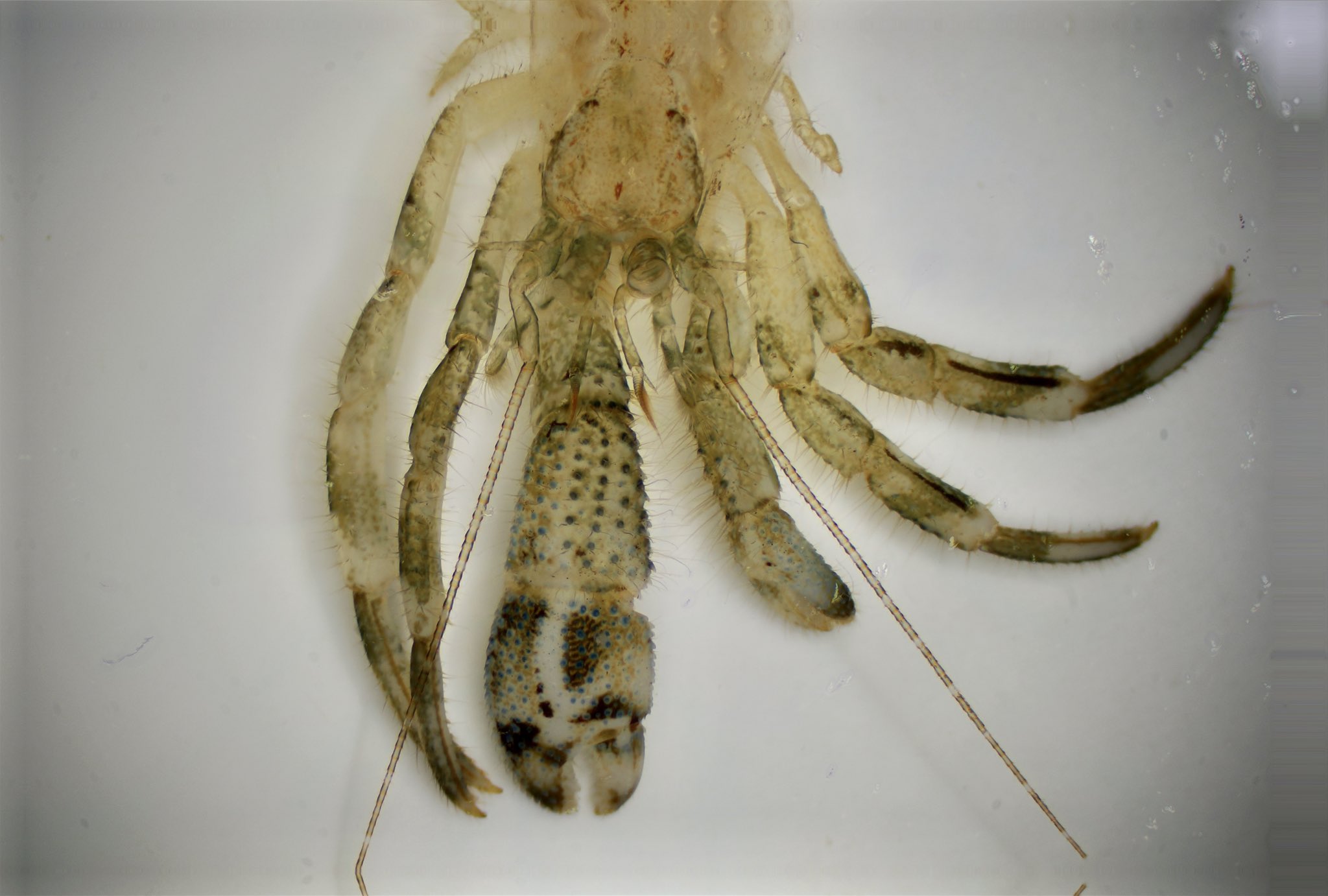 山と溪谷社いきもの部 うちのヤドカリたちが脱皮しました 脱皮殻が綺麗で感動 ユビナガホンヤドカリ 1枚目 とテナガツノ ヤドカリ 2枚目 たぶん 触覚が全然違うのです ツノヤドカリは羽状になっています シラス T Co H9b8lbi1la