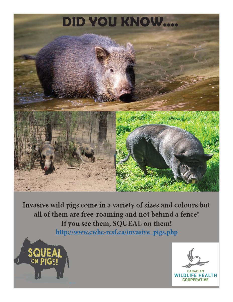 Not all #invasive wild pigs look the same but all of them can be incredibly destructive! @CanadaInvasives  #SquealOnPigs #NISAW #ISAW #DoMoreForWildlife