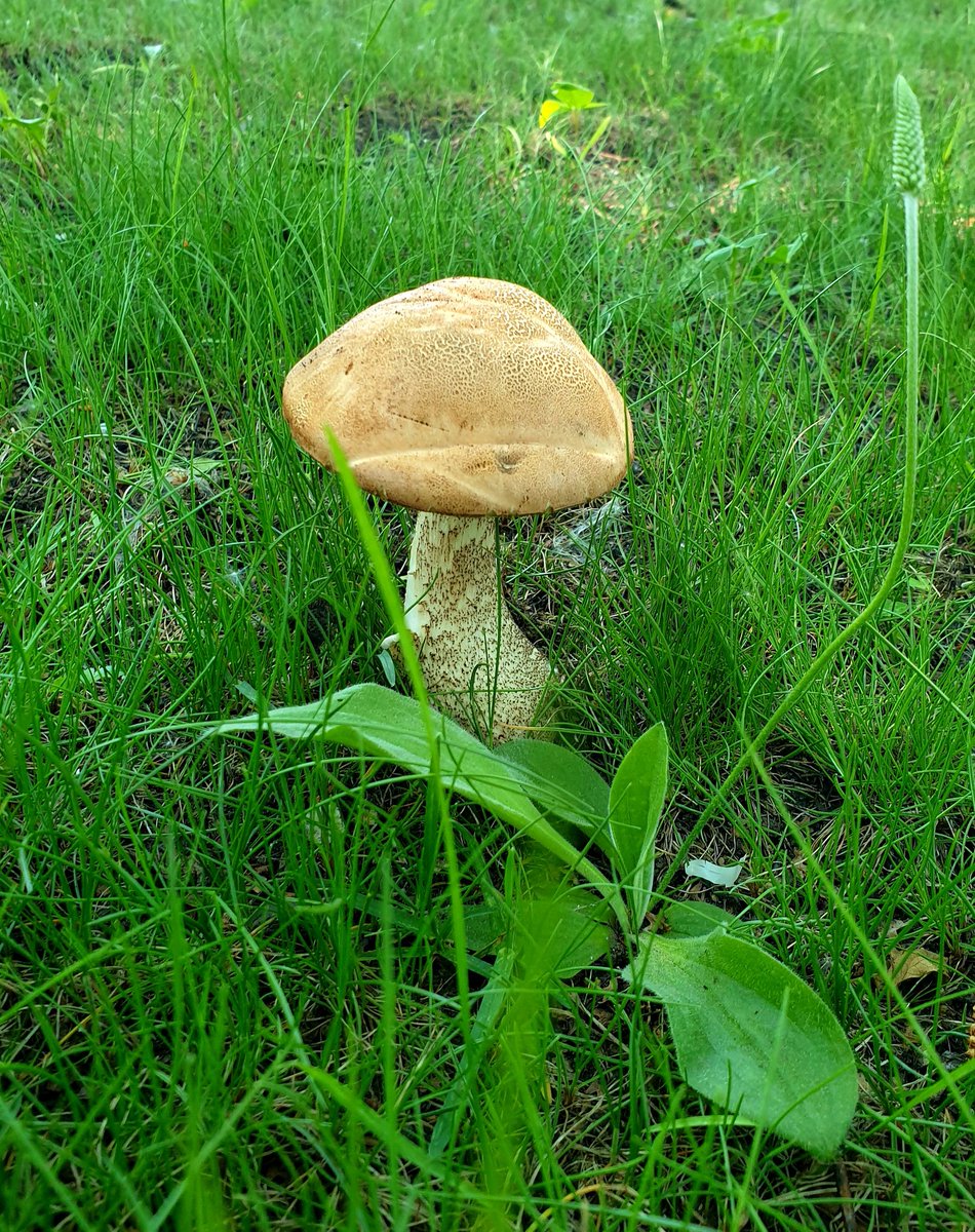 JewJhon's tweet photo. Hi #NFTCommunity 👋 I went to the countryside. I left to find new materials for my new #NFTprojects. Today I met this miracle 🍄💥

#NFTs #nftcollector #nftart #NFTartist #NFTdrop #NFTcollectibles https://t.co/PBrN7VHtuv