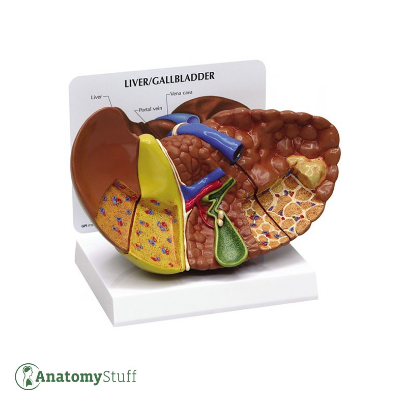 AnatomyStuff's tweet image. This life-size liver model is ideal for studying the human internal organ anatomy. 

Search for product code 3310 on our website!

#liveranatomy #gallbladder #anatomicalmodel #learninganatomy #medicalstudent #medschool #medicaleducation #anatomystuff