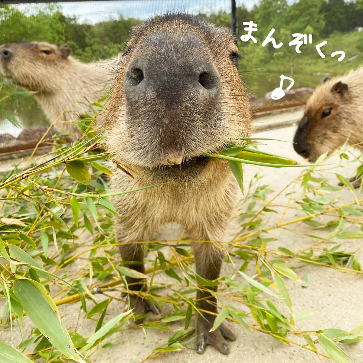 普段のほほんチックな #カピバラ さん、、 お口の中はこうなってます
