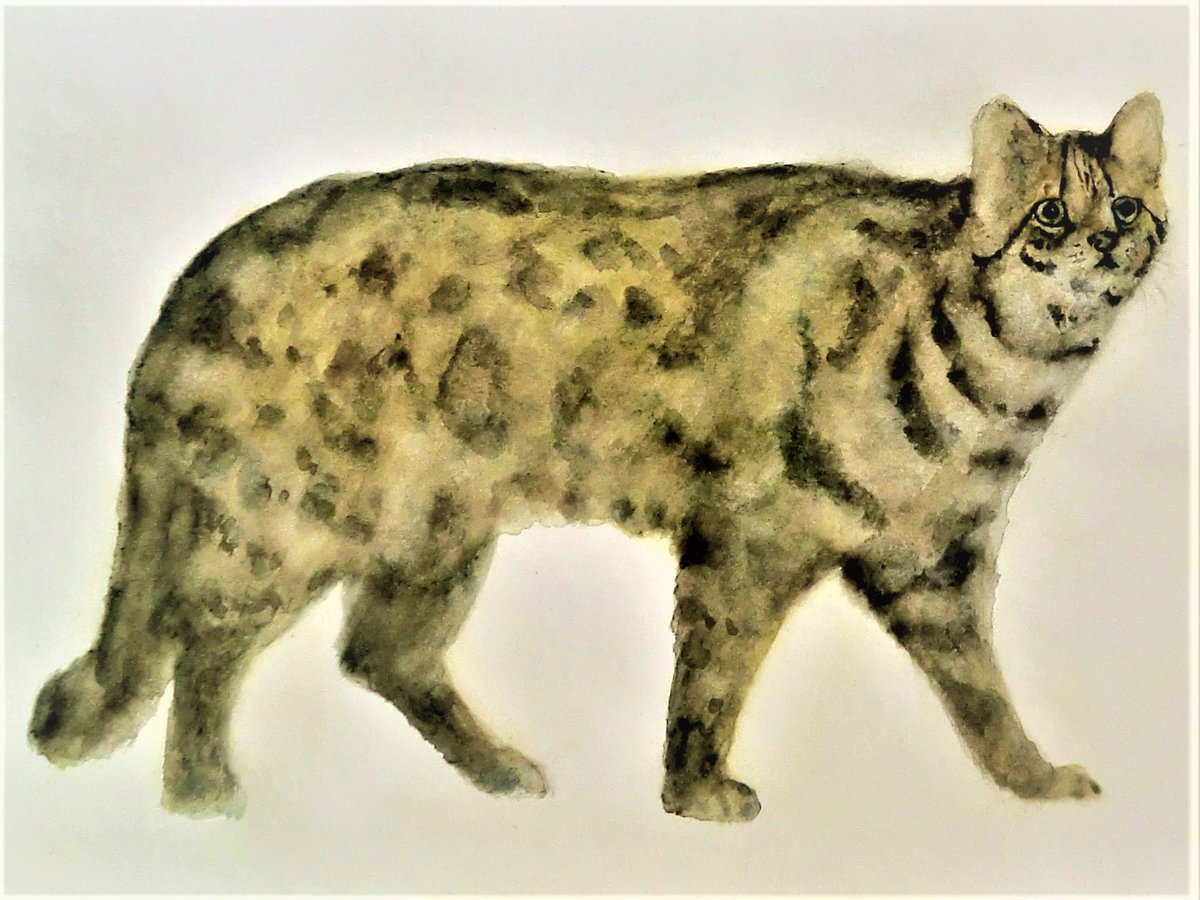 ベンガルヤマネコ のイラスト マンガ作品 4 件 Twoucan