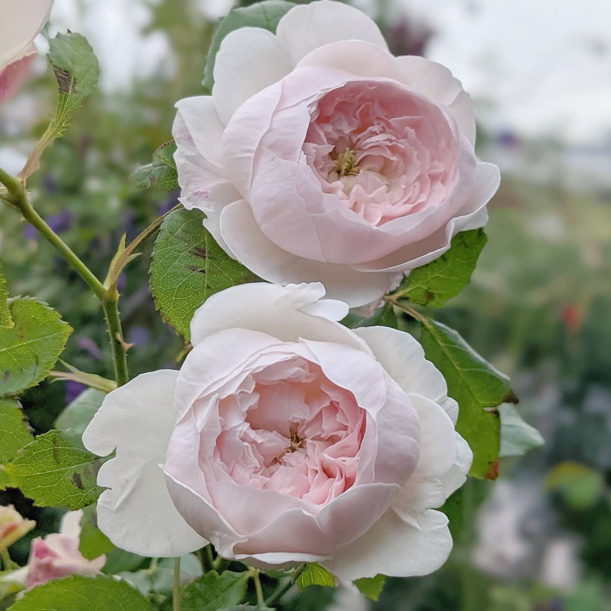 天空のバラ園 園主 マニアの中ではイングリッシュローズの 3e と云うのだそうな エミリー エレン エヴリン どれも公式からはカタログ落ちしちゃいましたがなるほど3人ともべっぴんさん Shop T Co 39bdpdl5ua 天空のバラ園 バラの苗 産地