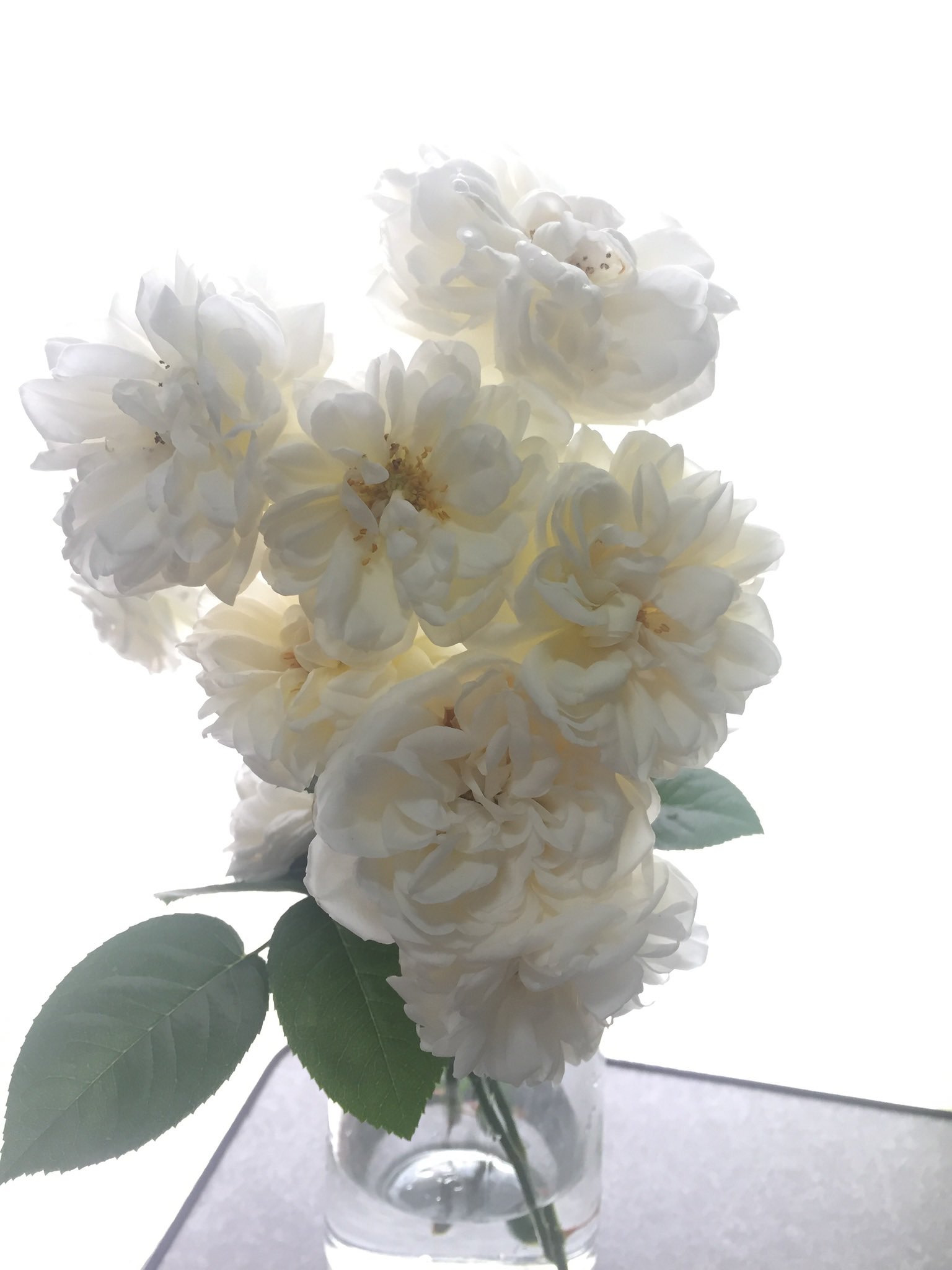 紫宝 バラって不思議なもので 花によって質感が全く違ったりする 私はしっとりとした布感のあるバラが好き 前育てていた アリアドネはまさにそんな感じでした バラ ロサオリエンティス T Co Xrpj7j84pm Twitter