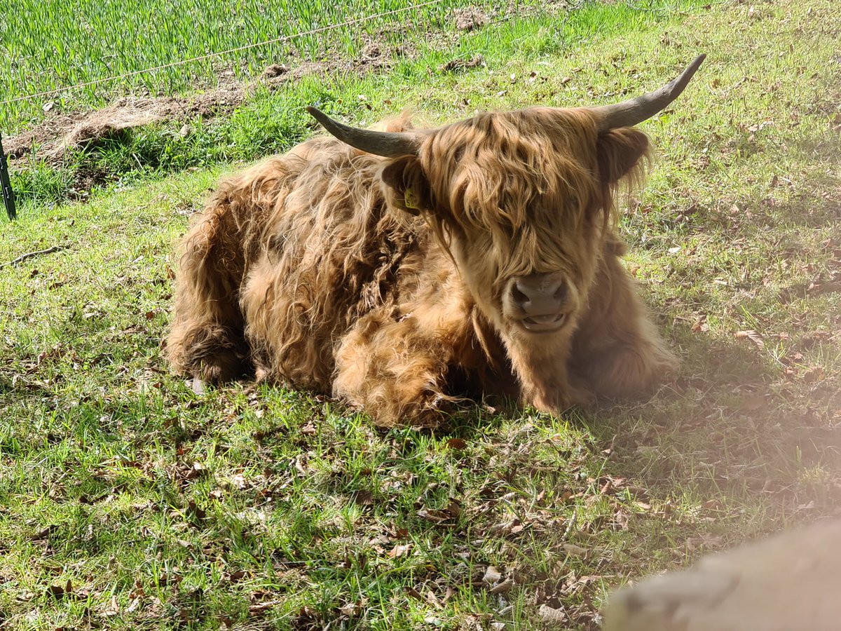 Highland calf.