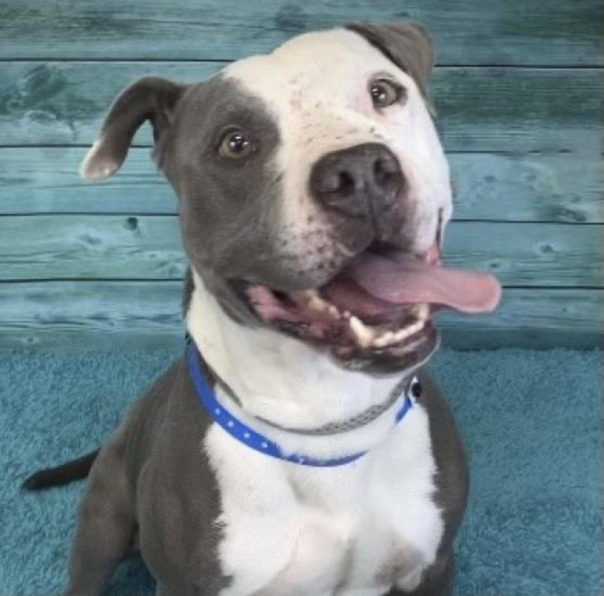 reddogsusie's tweet photo. #TN #MEMPHIS
ππCODE RED Penkin 3yo boy HW+ this handsome guy is full of personality & has been at shelter 4 weeks-now v.kennel stressed. Body score 3-he needs some TLC & nice groceries! Pls help-SHELTER IS FULL #ADOPT #PLEDGE #FOSTER #RESCUE #MASA4562
https://t.co/zClYiE2ypK https://t.co/wA67h0O1Pw
