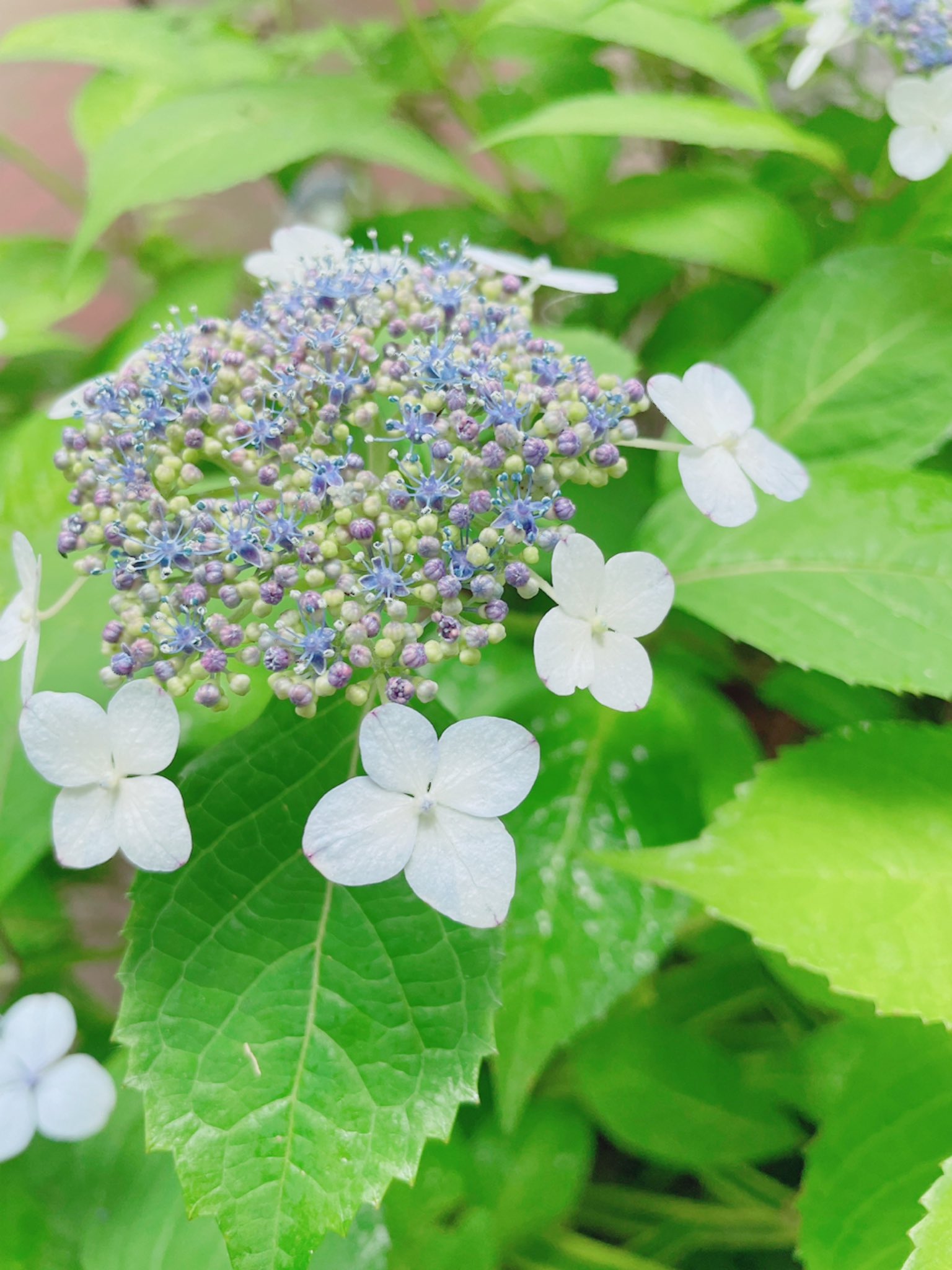 井上ほの花 紫陽花の赤ちゃん かわいいっ T Co 29dhiuw4mo Twitter 井上ほの花 紫陽花の赤ちゃん かわいいっ T Co 29dhiuw4mo Twitter