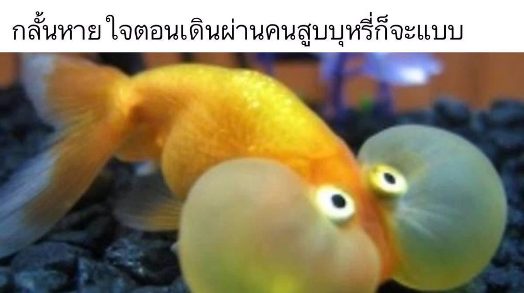 จริงค่ะ กุจะขาดใจตายก่อน