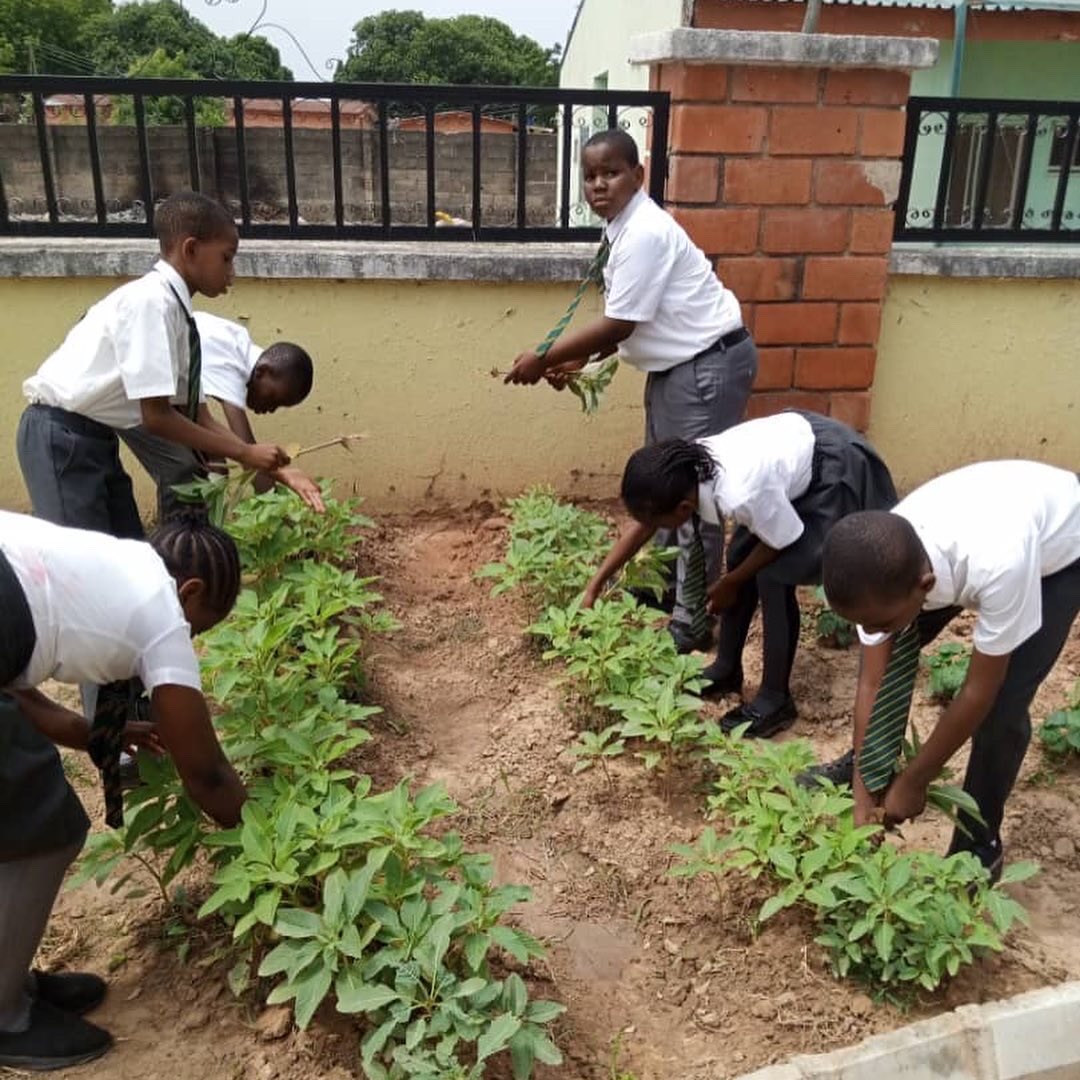 funhouse_school's tweet photo. The hardworking Primary pupils harvesting their spinach. 

Dont we just love Agricultural science. 

@infofunhouse20@gmail.com

09131928554
09064764557
09130747497

https://t.co/0kUNX7vzhv https://t.co/YUgKGehyor
