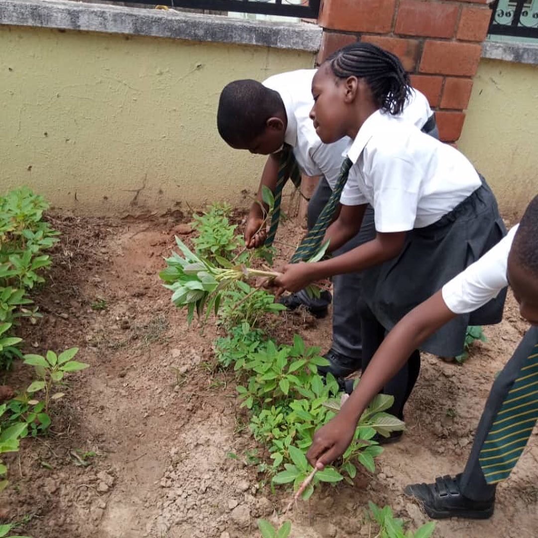 funhouse_school's tweet photo. The hardworking Primary pupils harvesting their spinach. 

Dont we just love Agricultural science. 

@infofunhouse20@gmail.com

09131928554
09064764557
09130747497

https://t.co/0kUNX7vzhv https://t.co/YUgKGehyor