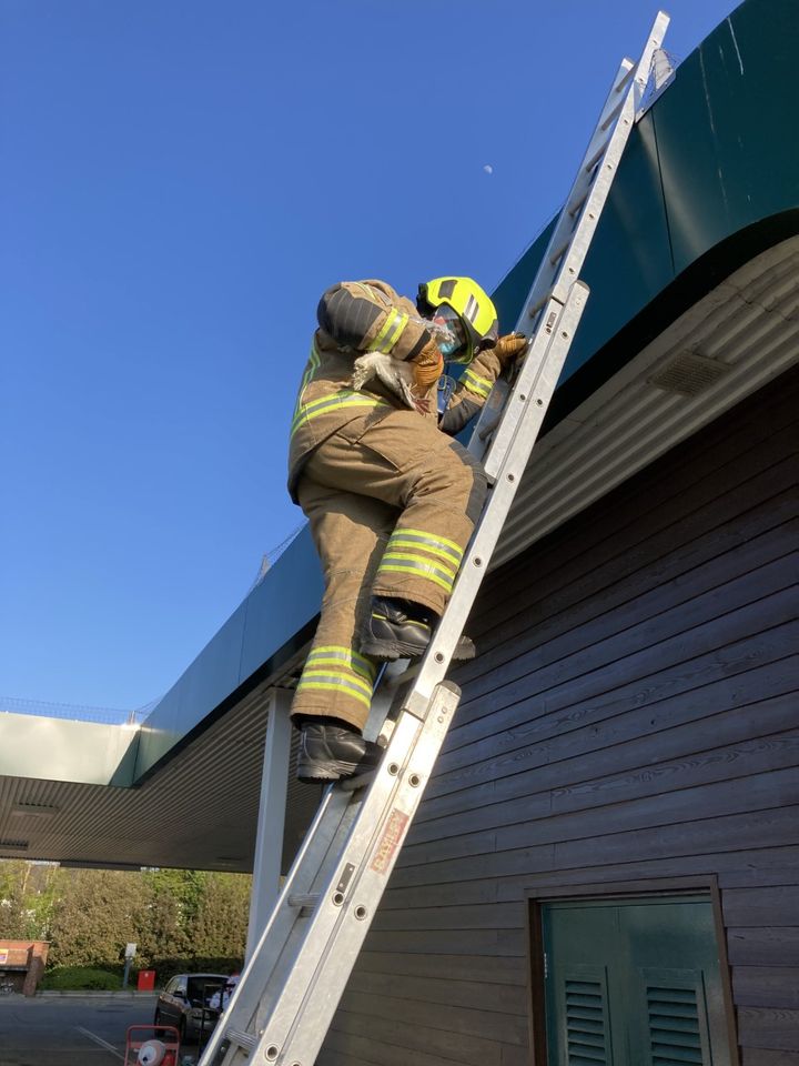 Wadars Animal Rescue tweet media