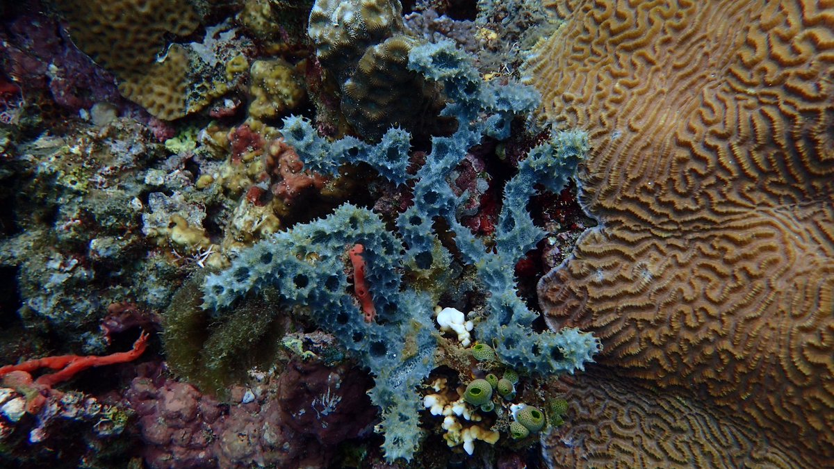blue sponges💙🌊 #spongethursday