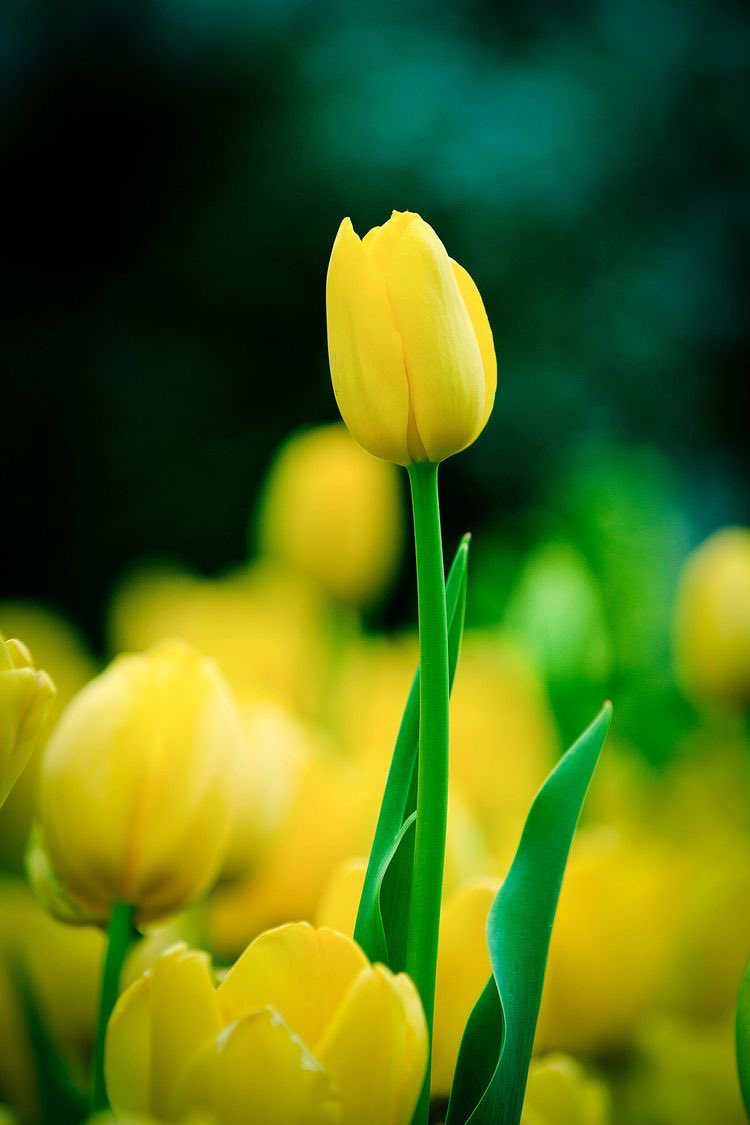 7K123456's tweet photo. ﴿ بُشرَاكُمُ اليَوم ﴾
يا رب بُشرى غير متوقعة 
تُعيد لنا بهجة الحياة
صلوا على خير الانام https://t.co/XUHAHzUEzU