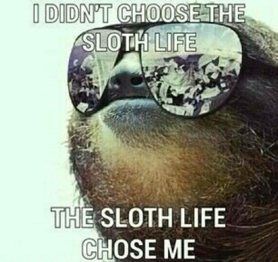SpaceWizard5597's tweet photo. @SheldonEvans Thanks Sheldon for all your content & I am all about dat crosschain lifeπ your brilliance helped me to find this gem of a meme coin on $bsc @SleepySlothBsc @tdellytech #slothonomics #bnb #norug #pull #savethrsloths #doitforbojangles https://t.co/tYw5v4AJtl