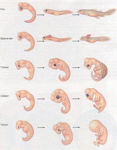 Развитие хвоста у людей. Хвост эмбриона у эмбриона человека. Стадии развития эмбриона жабры. Стадии развития эмбриона человека жабры. Онтогенез и филогенез человека.