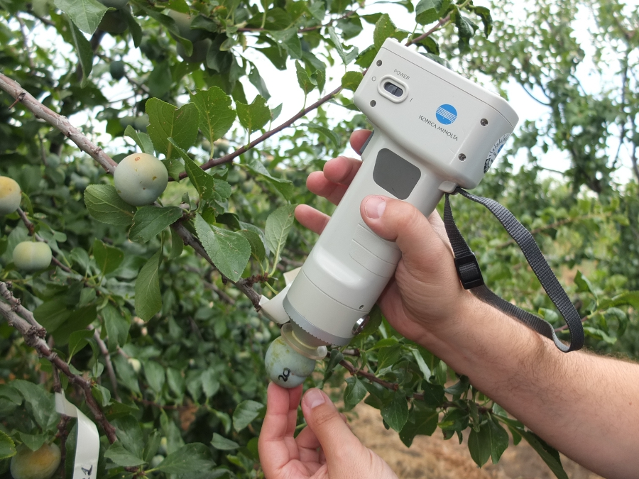 CICYTEX's tweet photo. 🧐Publicado un catálogo coordinado por CICYTEX para ayudar a empresas y centrales frutícolas a establecer índice de cosecha en la fruta
🍑Diversas frutas con sus parámetros de calidad convencionales y +info para exportación, etc.
Léelo👇 https://t.co/SnMgvkfhHX @poctep #INNOACE https://t.co/SKpX6C10qr