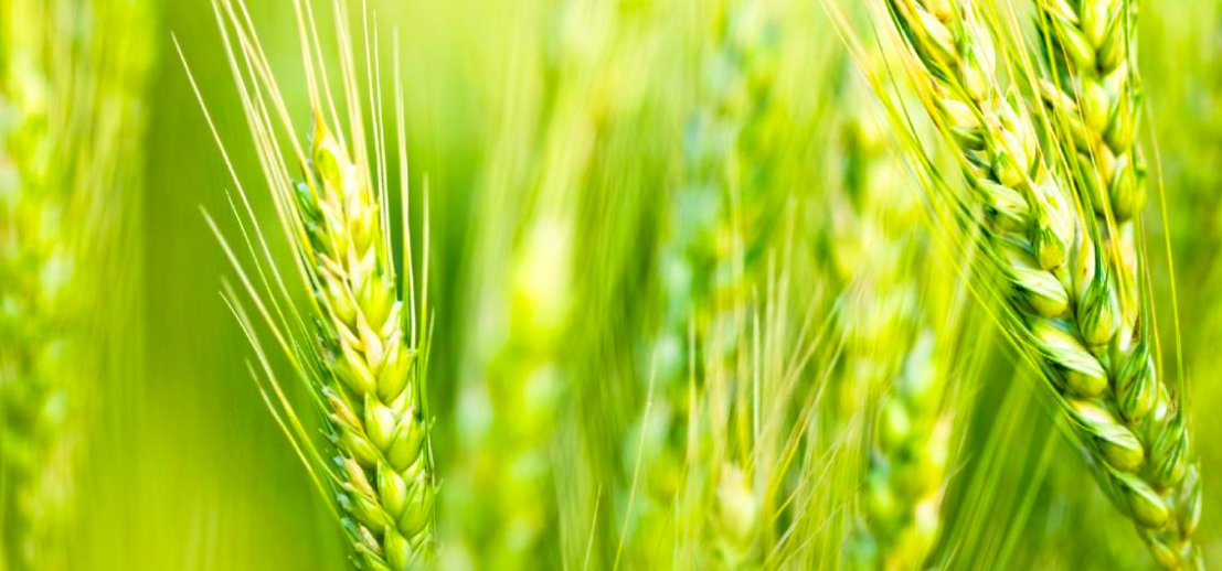 AMELIORER L'EFFICIENCE AZOTEE DES #CEREALES
Notre produit NECTAR CEREALES vient d'obtenir une homologation.
C'est un NUTRITICEUR foliaire, qui associe: #soufre, manganèse et #enzyme, ce qui optimise la qualité et le rendement des céréales. ✅
Plus d'infos: bit.ly/3wae0dT
