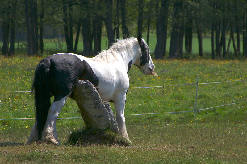 healthyhorsecom's tweet photo. Product of the Month: Our Hoof, Skin and Coat Balancer  is a multi-vitamin blend which supports horses suffering from seasonal-related skin conditions, itching, or sun-bleached coats. (Photo: Kenny_lex) https://t.co/qFvliwkjEh https://t.co/Tv63MVUpGv