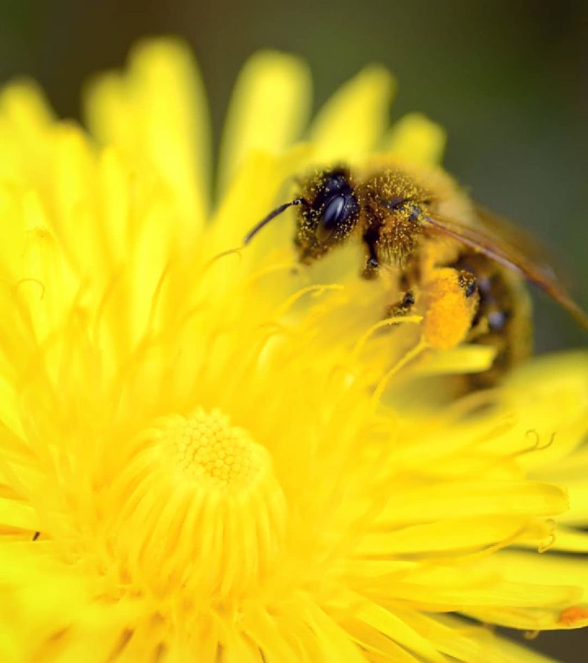 gndmediauk's tweet photo. Carbon reduction has to go hand in hand with the increase of our bio-diversity.
#biodiversityweek2021 #biodiversity #pollenbaskets #dandelion #wildflowers https://t.co/hb1Tek7JYQ