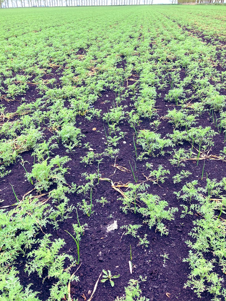 LumleySean's tweet photo. Well.....At least they won’t blow away😱! Onions big enough now for me to try and tidy it up! #Onion 🧅 #Flixweed https://t.co/fvmZ7VaRt6