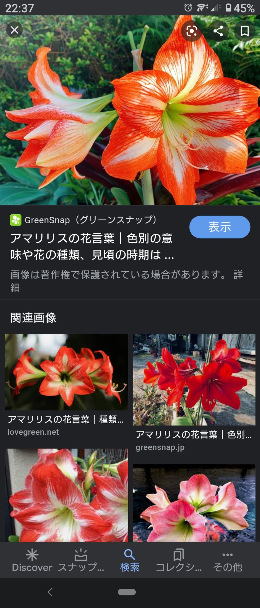 じゅじゅ Judy 百合でもなくて アマリリスだったようです 笑 T Co Fdfmy17igi Twitter