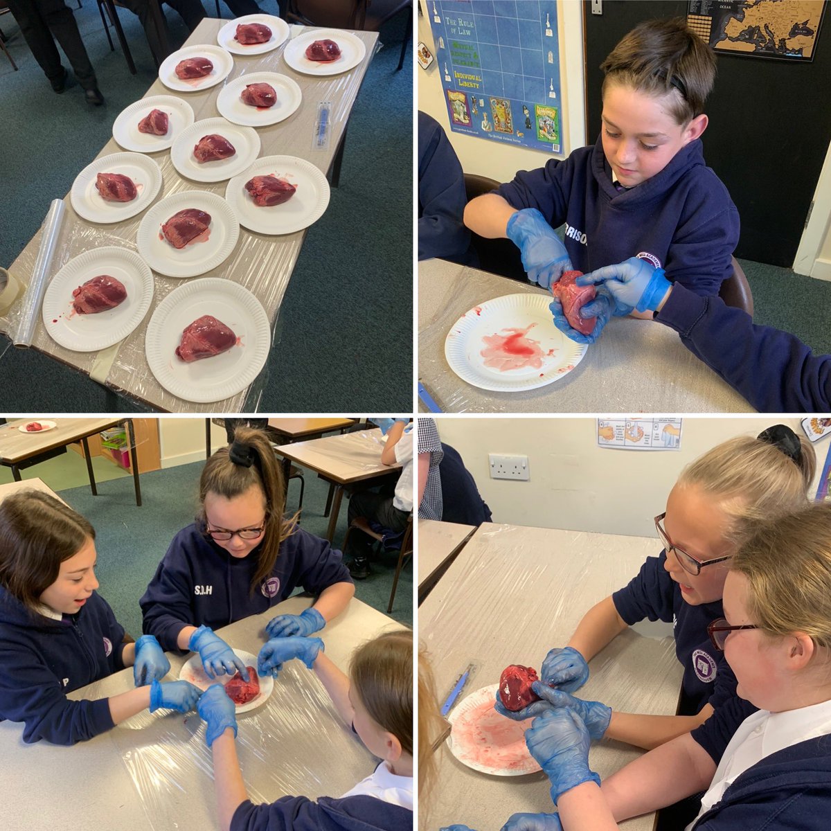 class6_mill's tweet image. ***WARNING!*** 🩸 Year 6 loved their dissection of a heart this morning after learning all about the circulatory system #TheMillScience