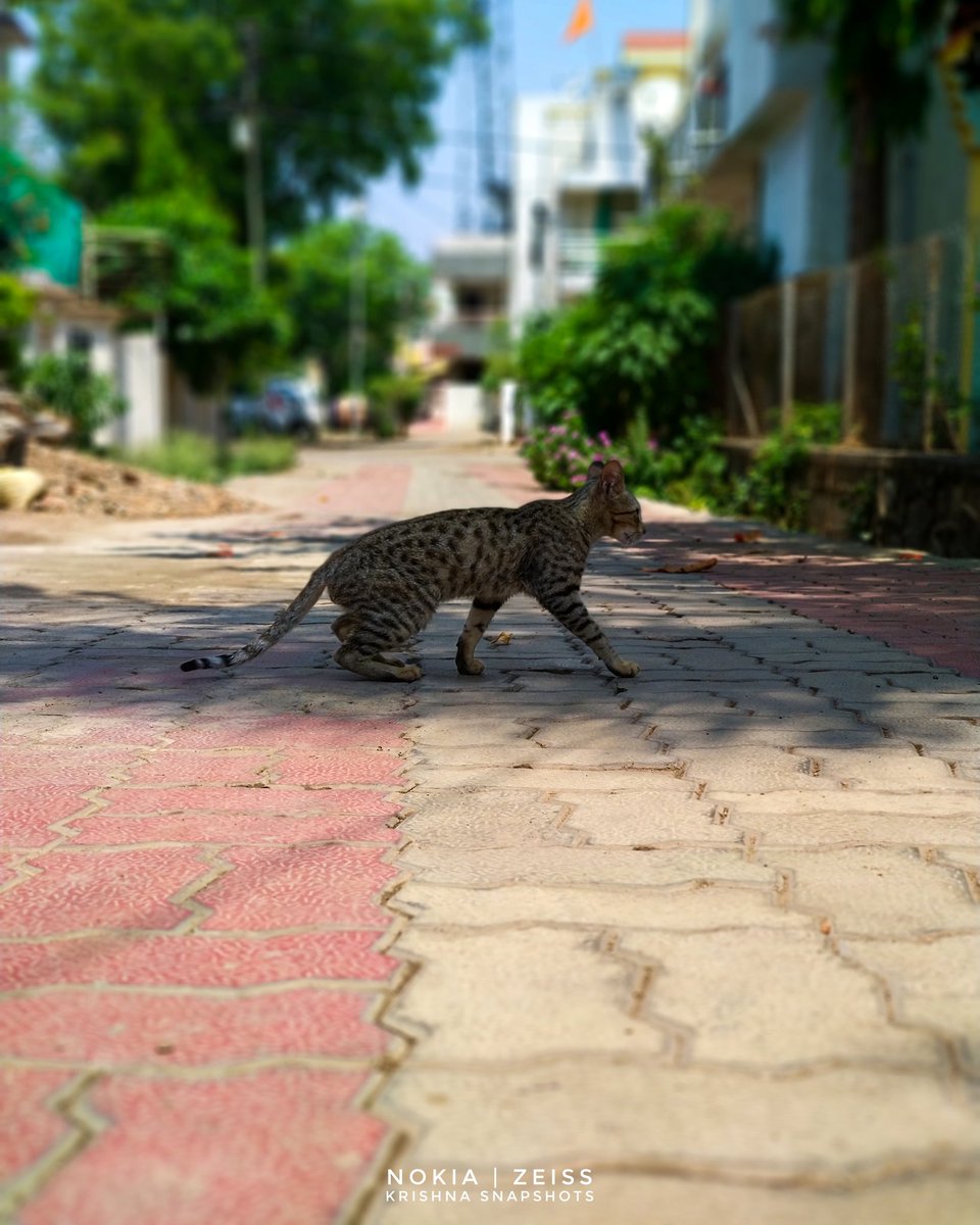 Cats never strike a pose that isn't photogenic -Anonymous but after giving proper cues, it seems they 2 are photogenic. #ShotOnNokia 7+
@NokiaMobile @NokiamobileIN  @NokiaIndia @miika_mahonen @anssimakela @Nokiapoweruser @NokiamobBlog #Nokia7Plus #NokiaMobile #MobilePhotography