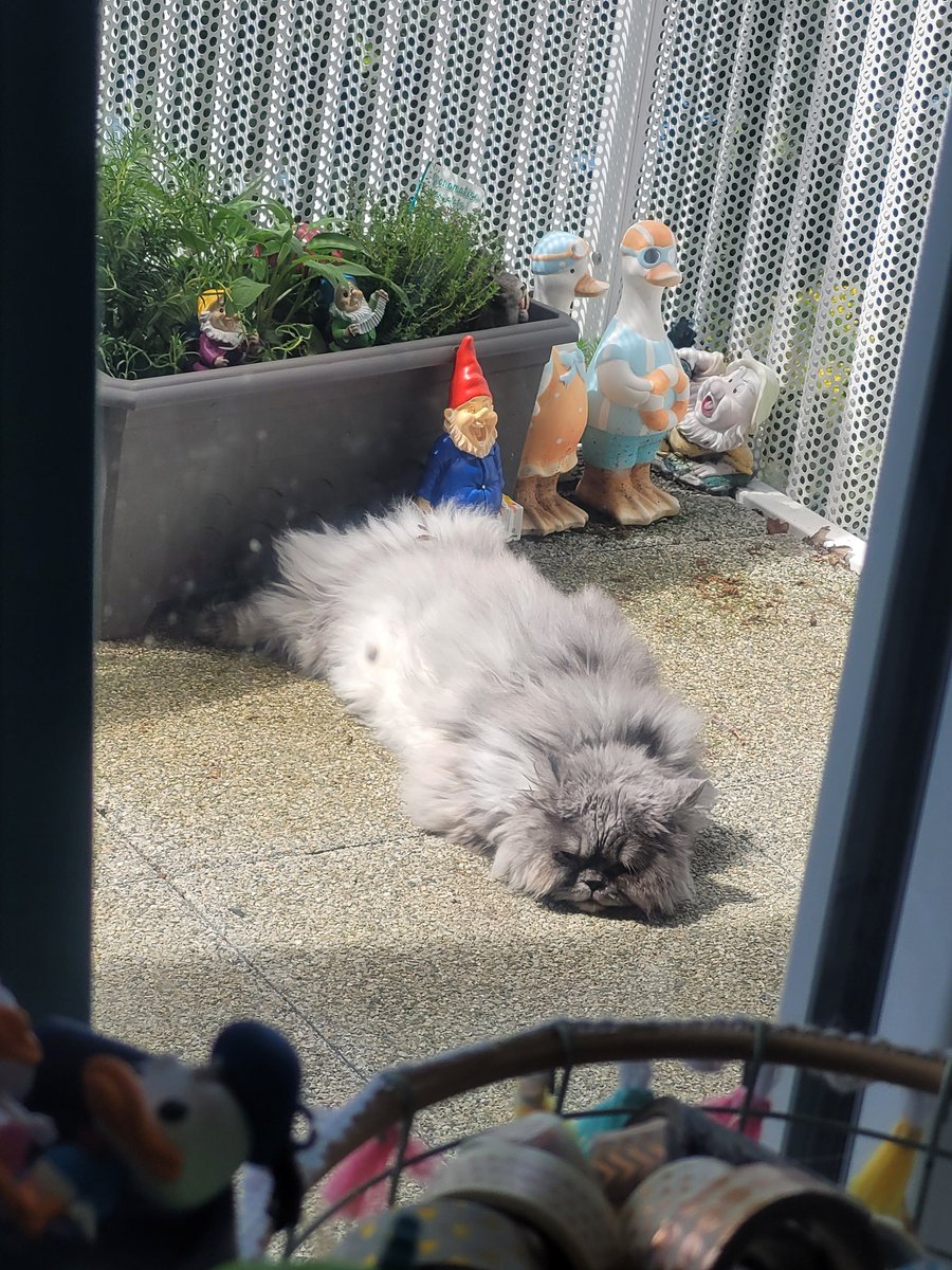 postichon's tweet image. Aujourd'hui c'est prise de soleil sur le bidon de le Chonchon !