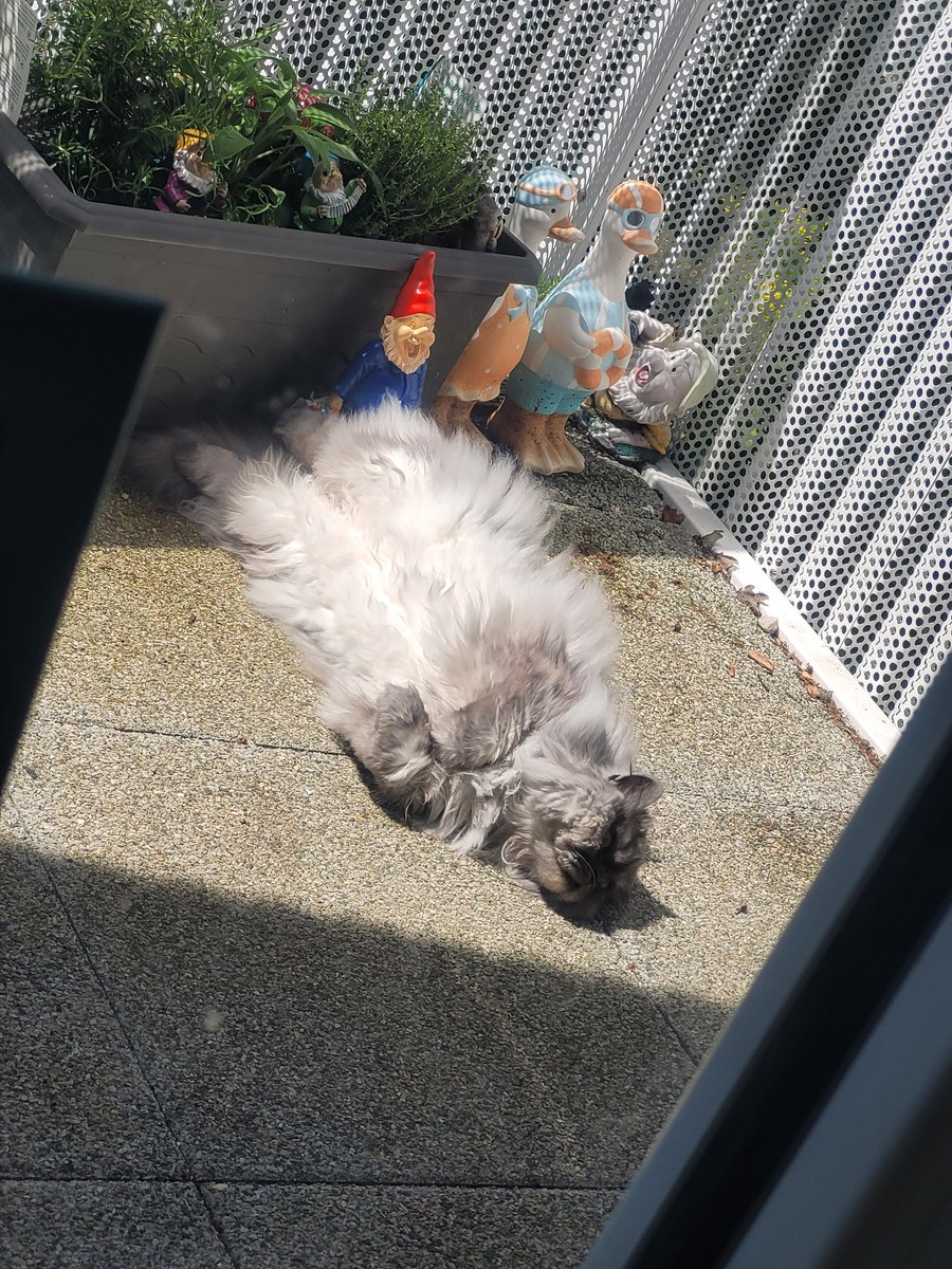 postichon's tweet image. Aujourd'hui c'est prise de soleil sur le bidon de le Chonchon !