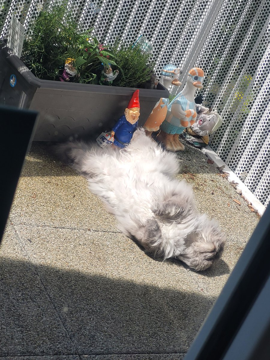 postichon's tweet image. Aujourd'hui c'est prise de soleil sur le bidon de le Chonchon !