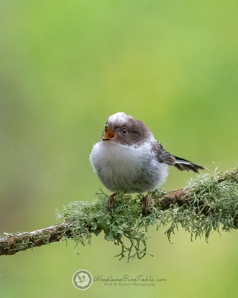 Fluff Ball - Juvenile #LongTailedTit #BBCWildlifePOTD #Nature #BirdPhotography #Birds #WildlifePhotography @NatureUK @WildlifeMag @iNatureUK @Wildlife_UK @BirdWatchingMag @Britnatureguide @BBCCountryfile woodlandbirdtable.com instagram/woodland_bird_table