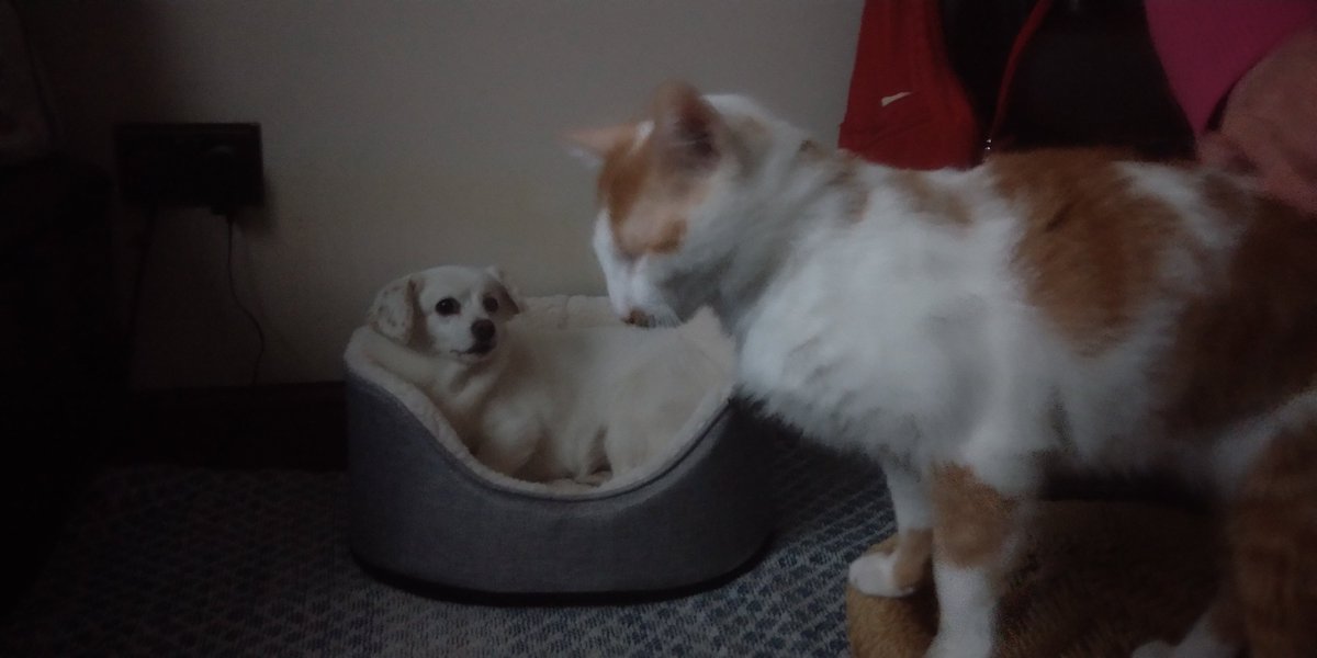 techierob's tweet image. I call this one &quot;The new dog bed: a story in three parts&quot;: