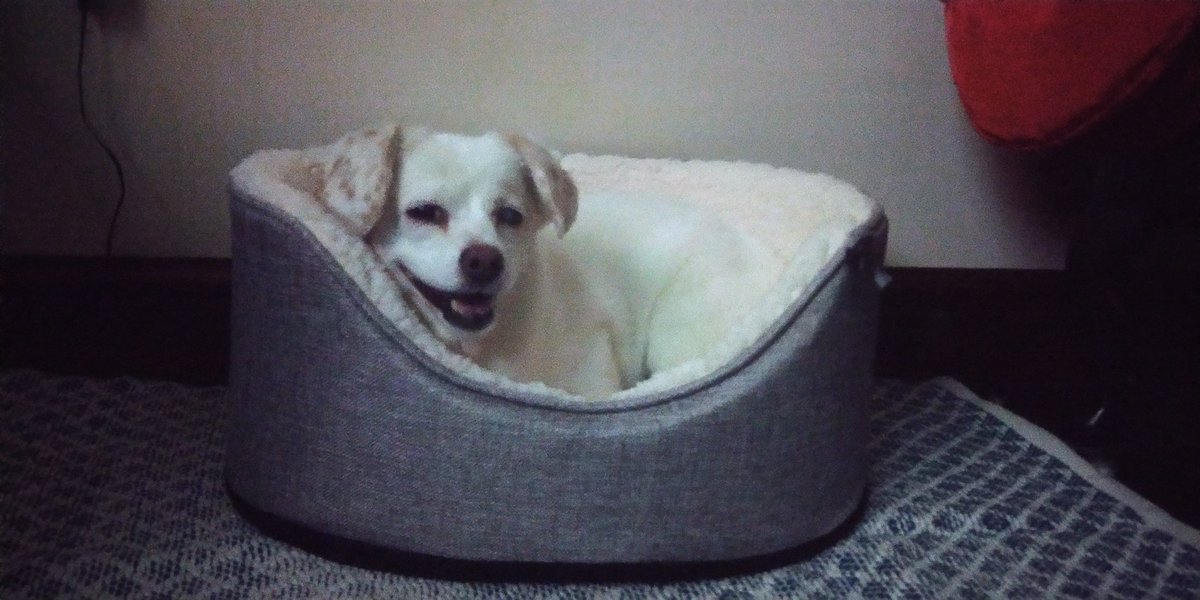 techierob's tweet image. I call this one &quot;The new dog bed: a story in three parts&quot;: