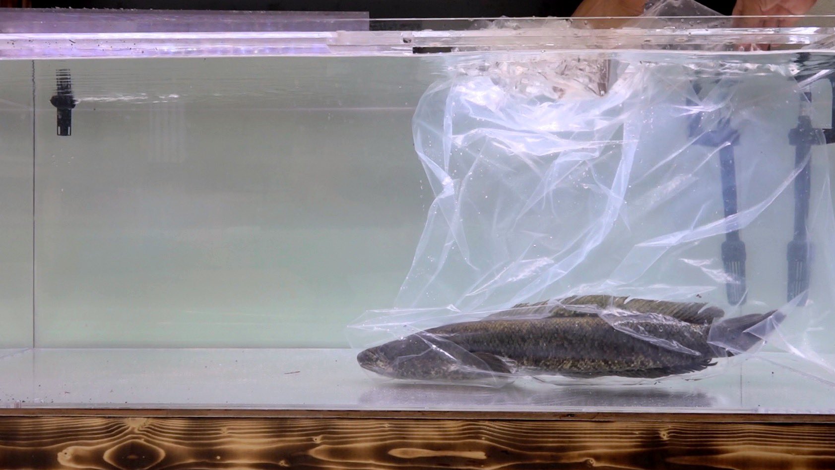 鰐 ウシガエルキング 動画アッピ 捕まえてきた巨大雷魚を120cm水槽にぶち込む T Co L3owzdrt1p T Co 95fnset86e Twitter 鰐 ウシガエルキング 動画アッピ 捕まえてきた巨大雷魚を120cm水槽にぶち込む T Co L3owzdrt1p T Co 95fnset86e Twitter