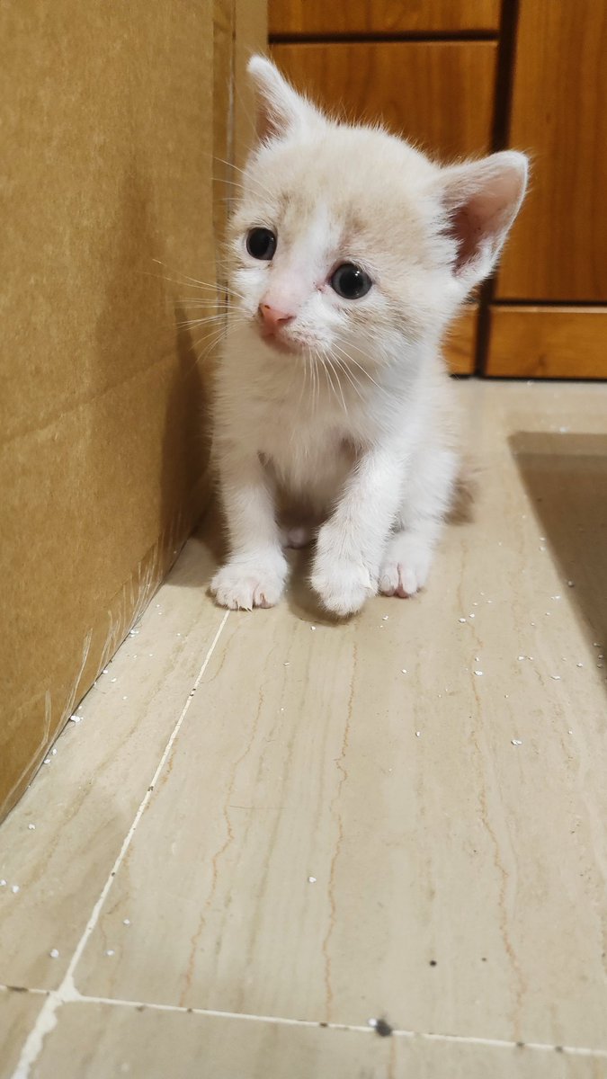 Reah_Ofi's tweet image. Podemos admirar lo peque que es Byakko? 🥺🥺🥺